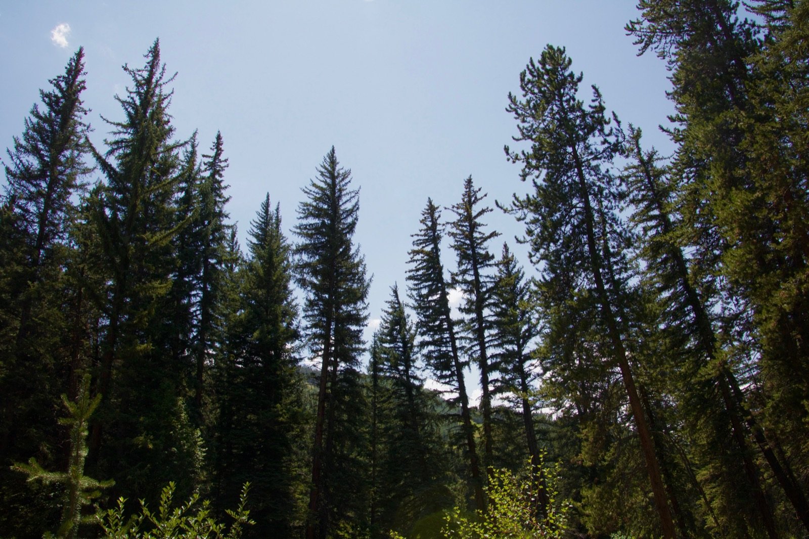 Tall pine trees seen from below against a pale blue sky