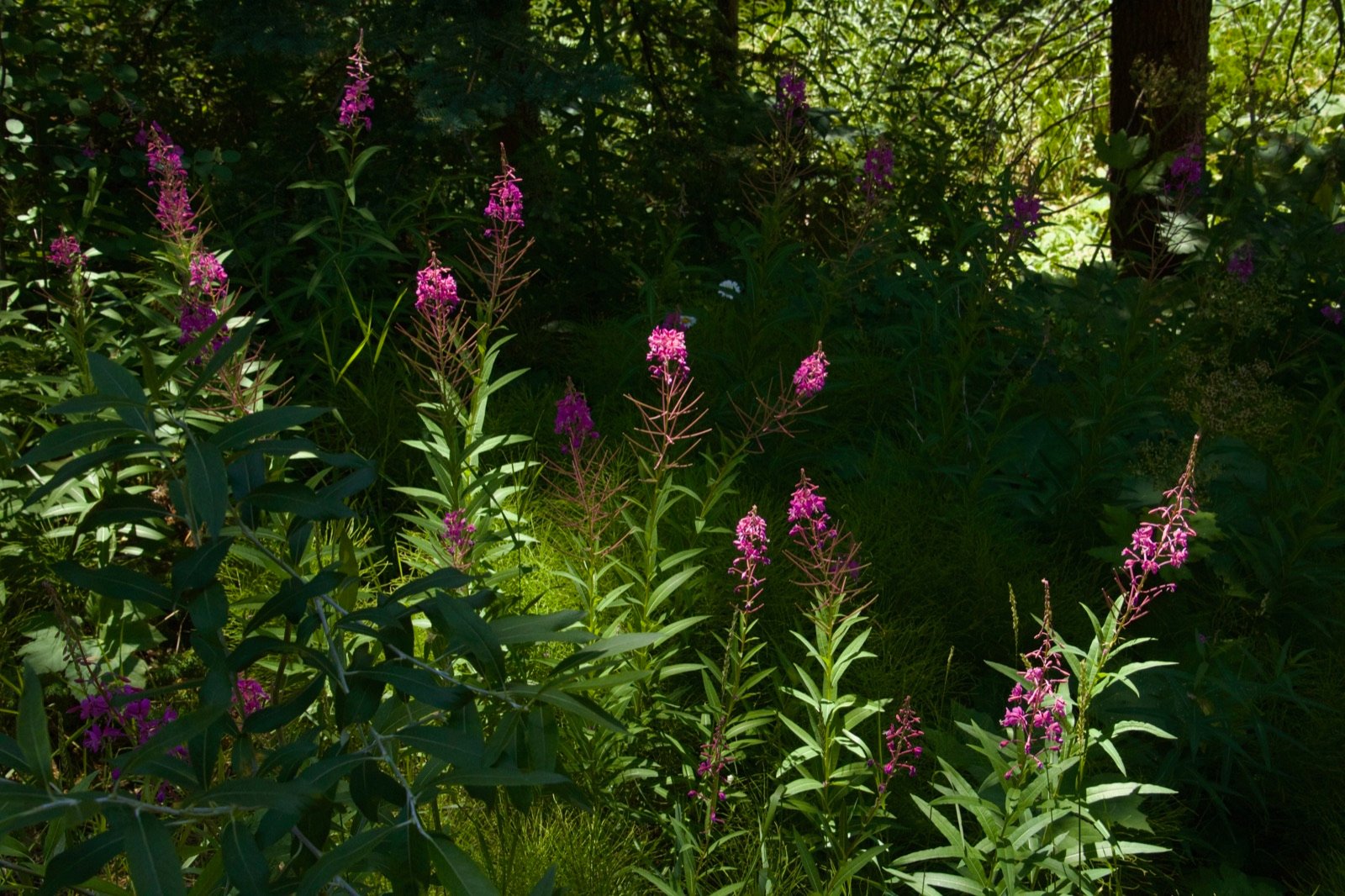 Fireweed wildflowers glowing magenta in dappled forest light