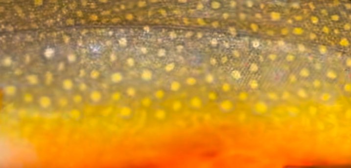 Macro detail of a brook trout's spotted flank, gold fading into deep orange